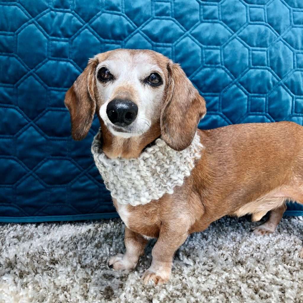 dachshund wearing a knitted cowl in natural colors