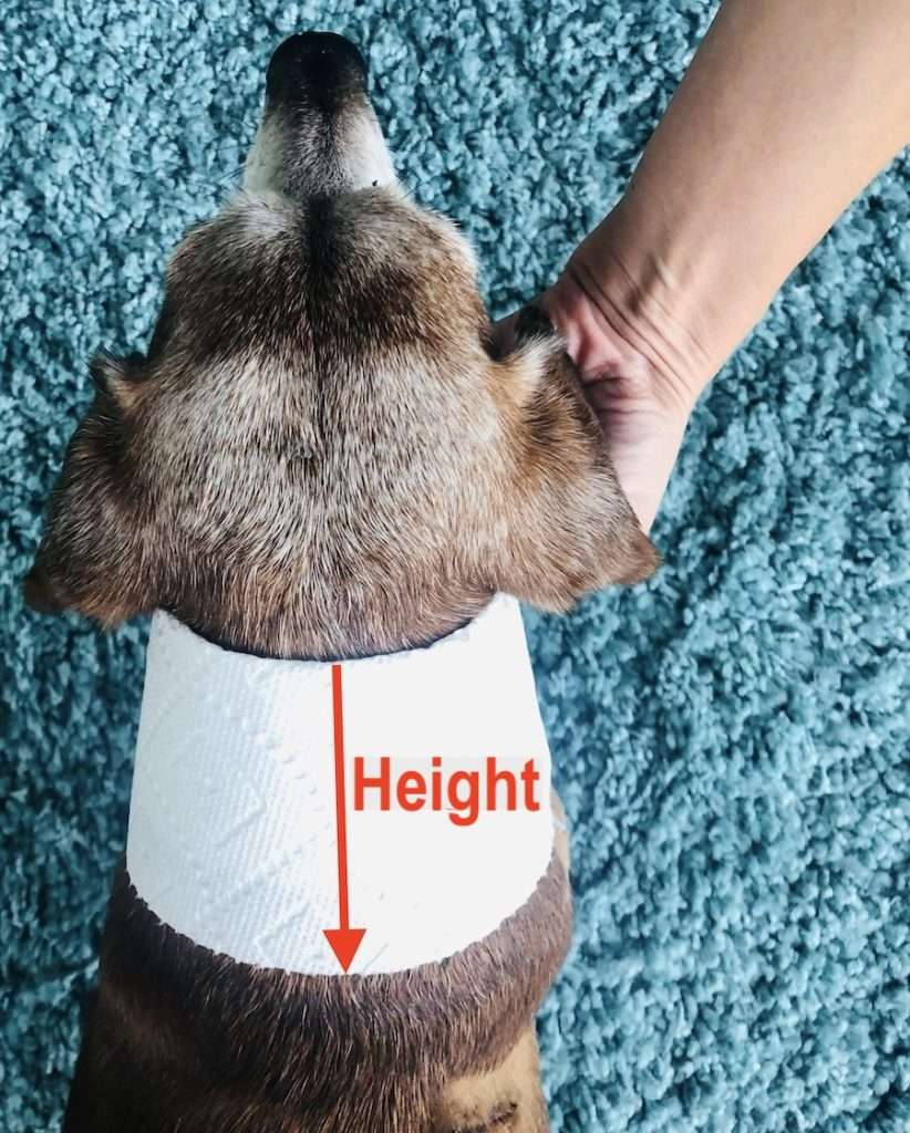 measuring a dogs neck to determine height used for dog cowl knitting pattern