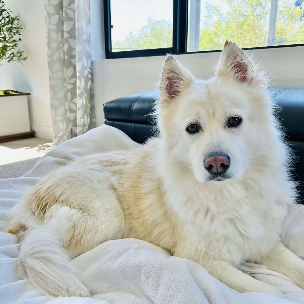 White malamute dog laying down on dog bed