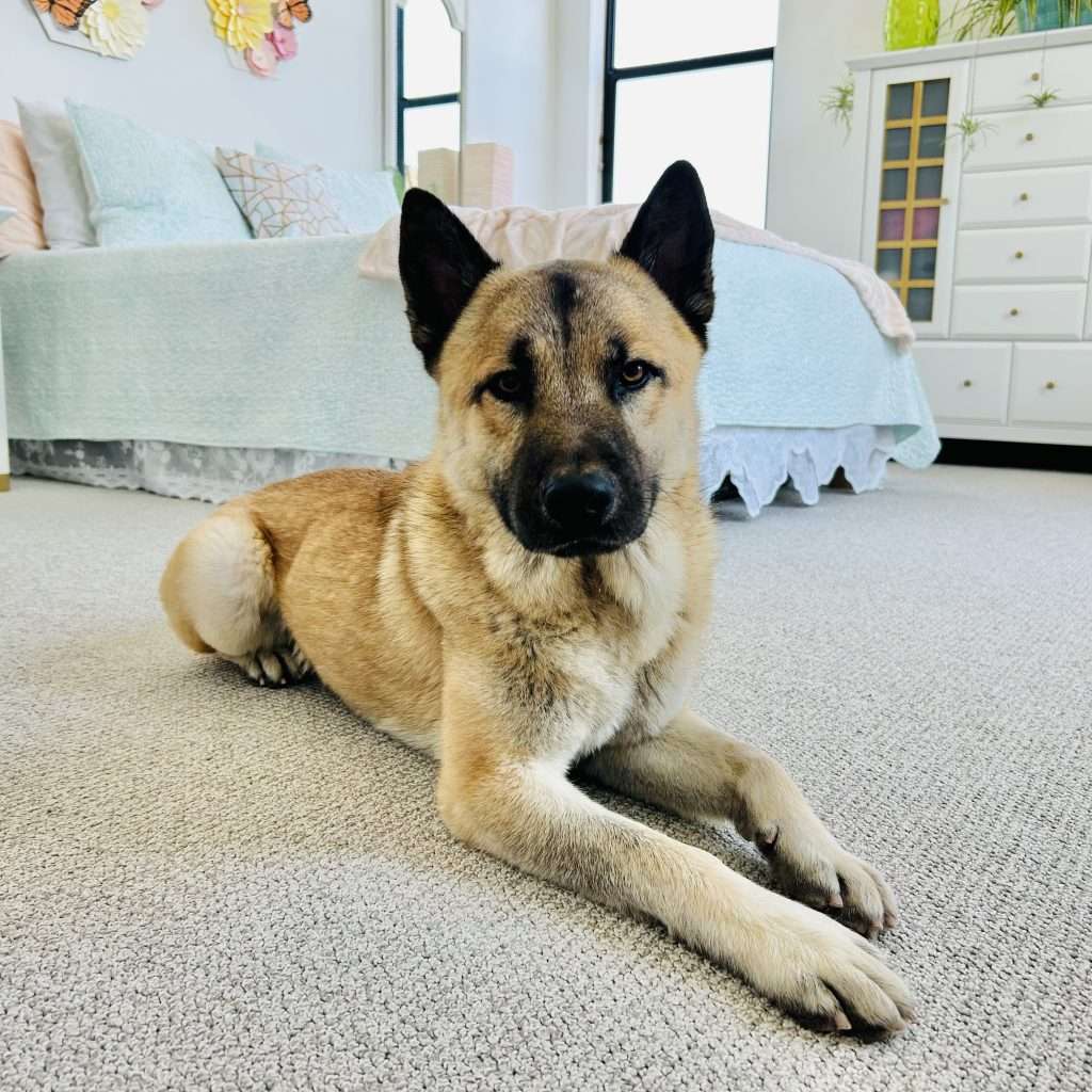 shepherd akita mix, laying down in front of bed