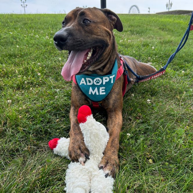 pit bull laying down in the grass, wearing an adopt me bandana, out on a dog day out trip in chicago