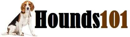 hounds 101 logo