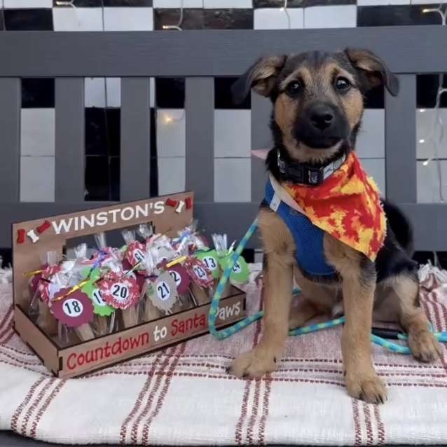 Pet Advent Calendar