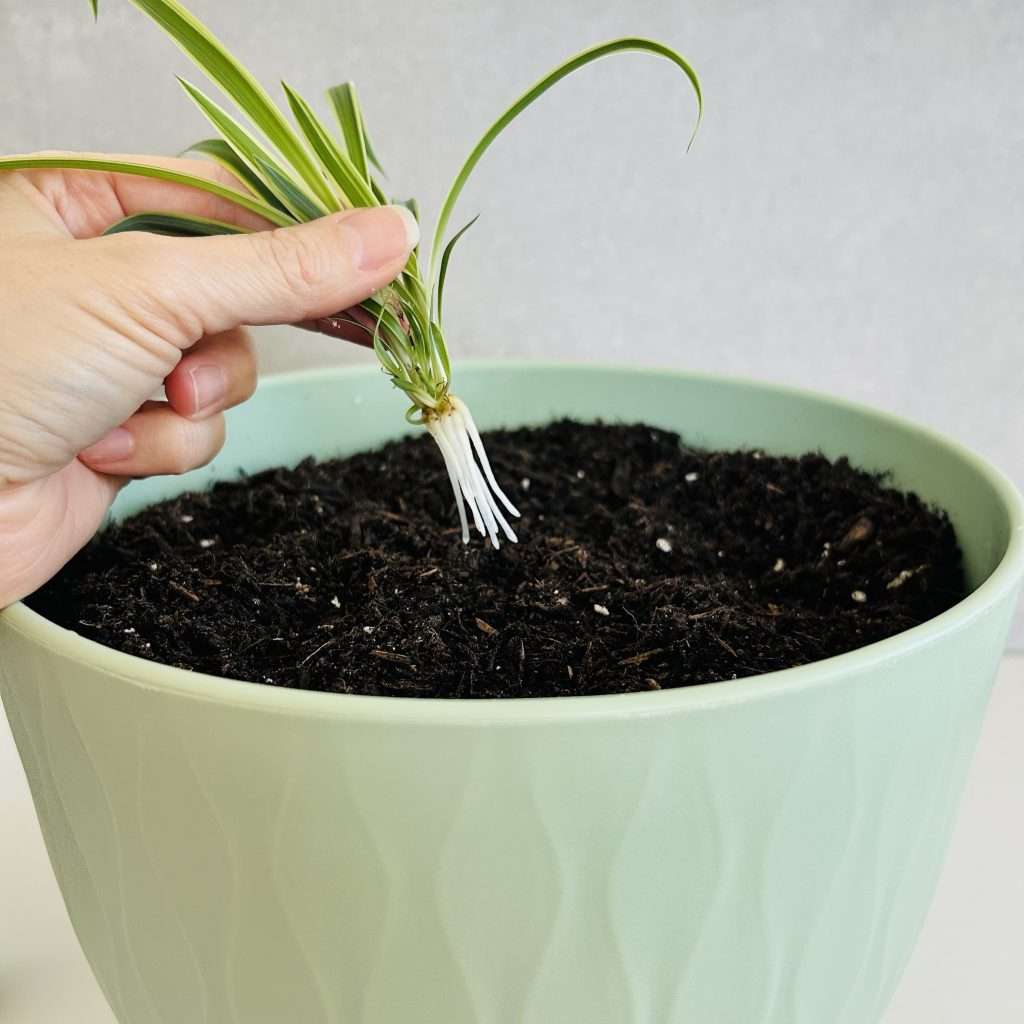 showing the roots that have grown on a spiderette propagated in water, getting ready to place it into potting soil