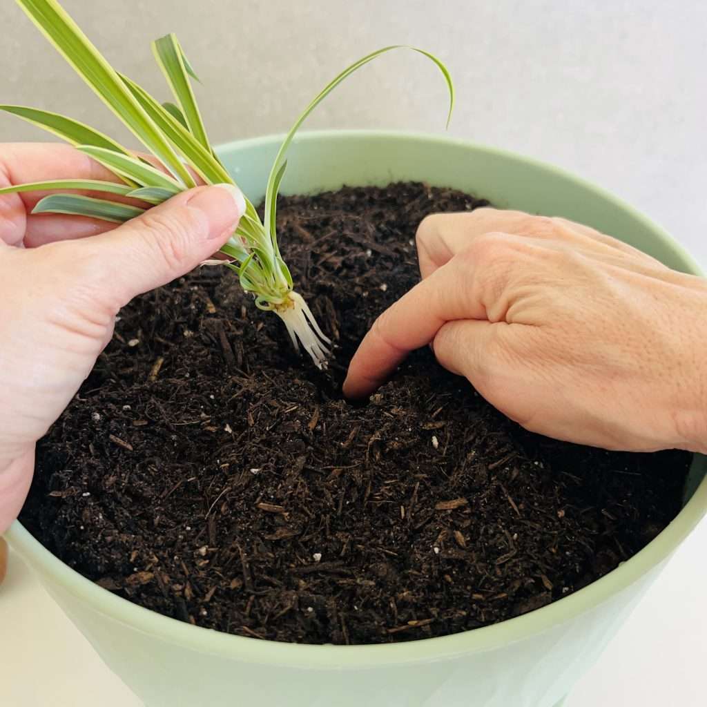 digging a hole and Planting a propagated spiderette into potting soil