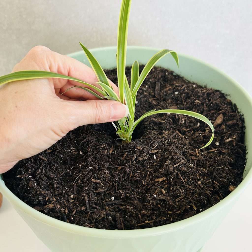 placing a propagated spiderette into potting soil