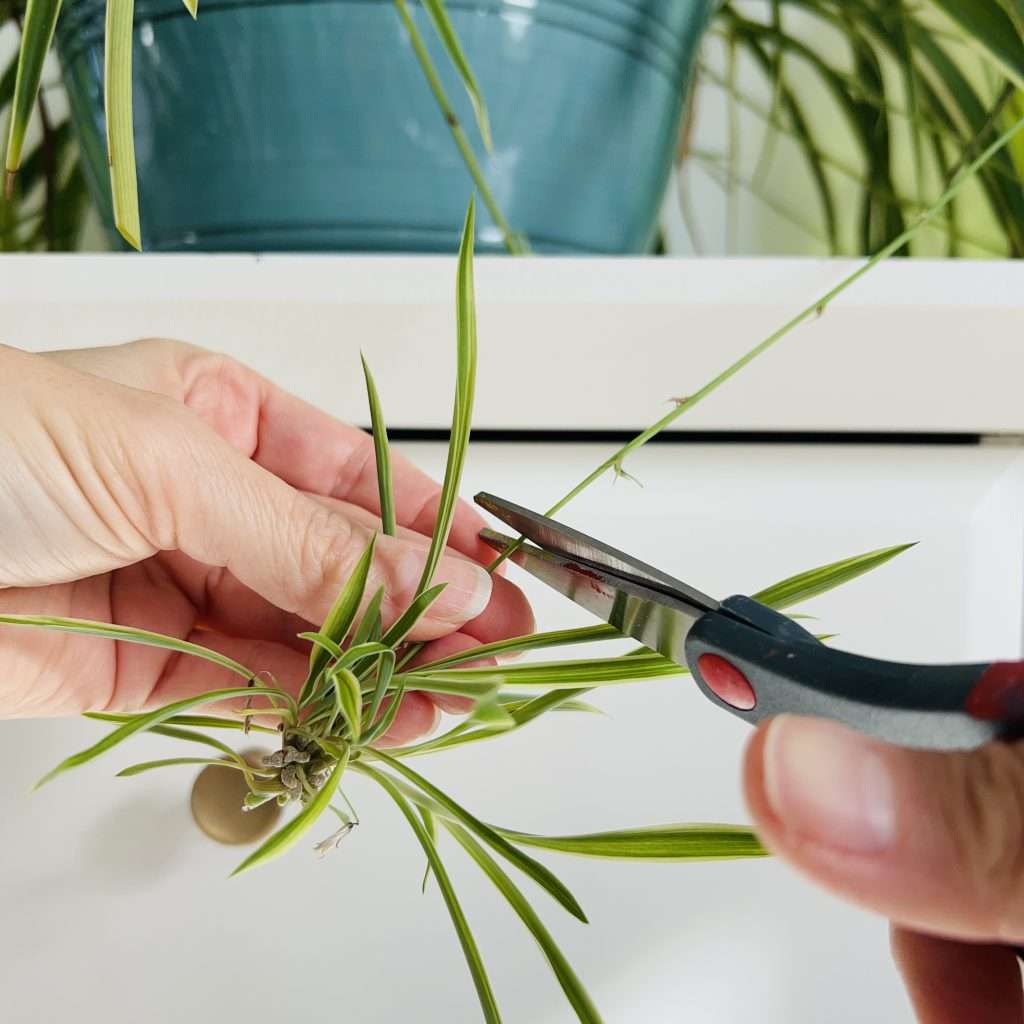 Spider plant pup being cut from the mother plant to propagate spider plant