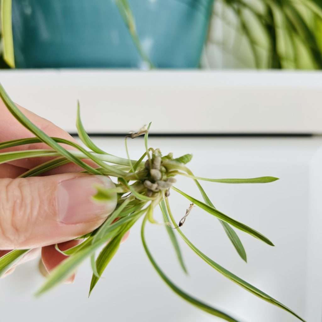 close-up of roots (brown nubs) on spider plant pup