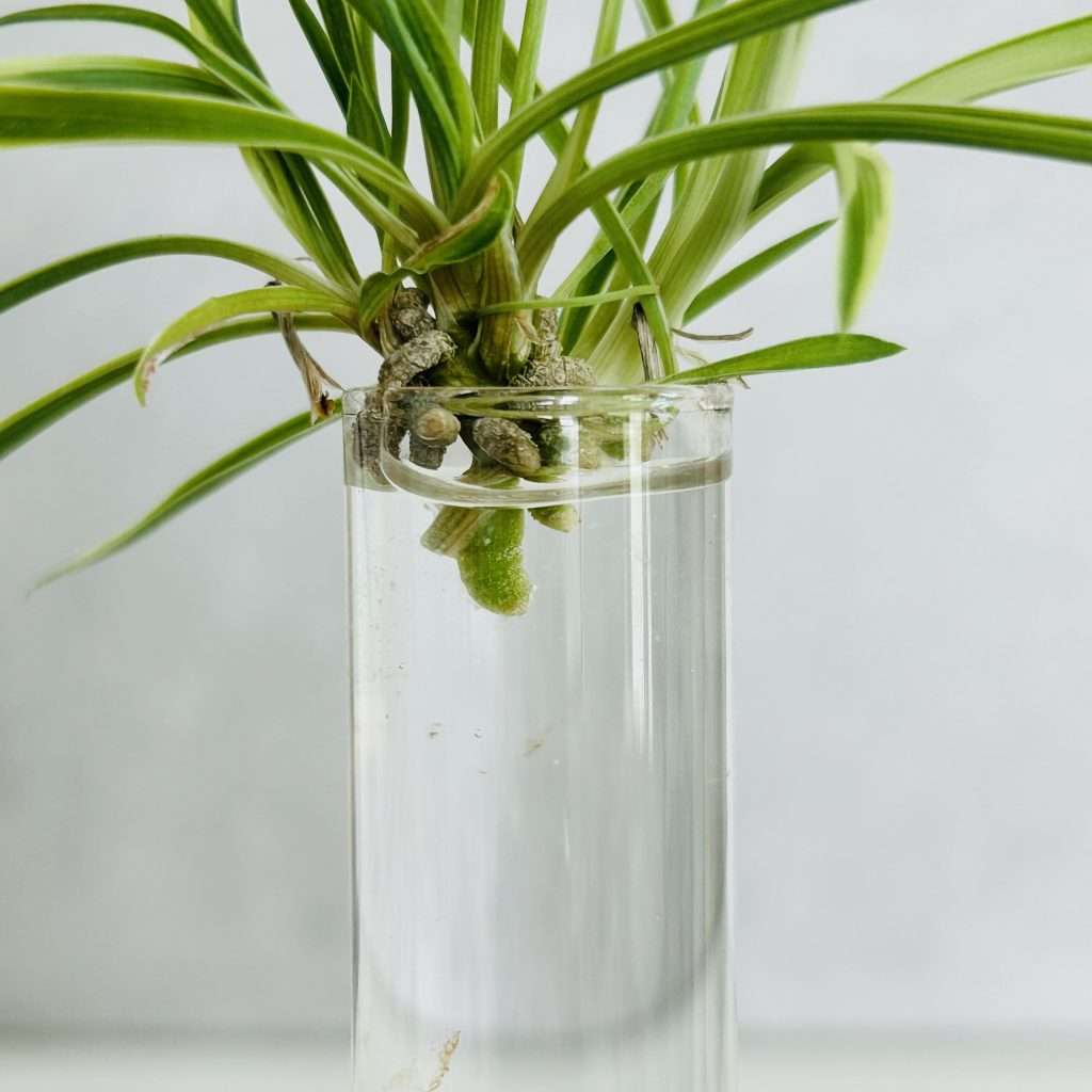 close up of spider plant pup with brown nub roots placed into a tube of water