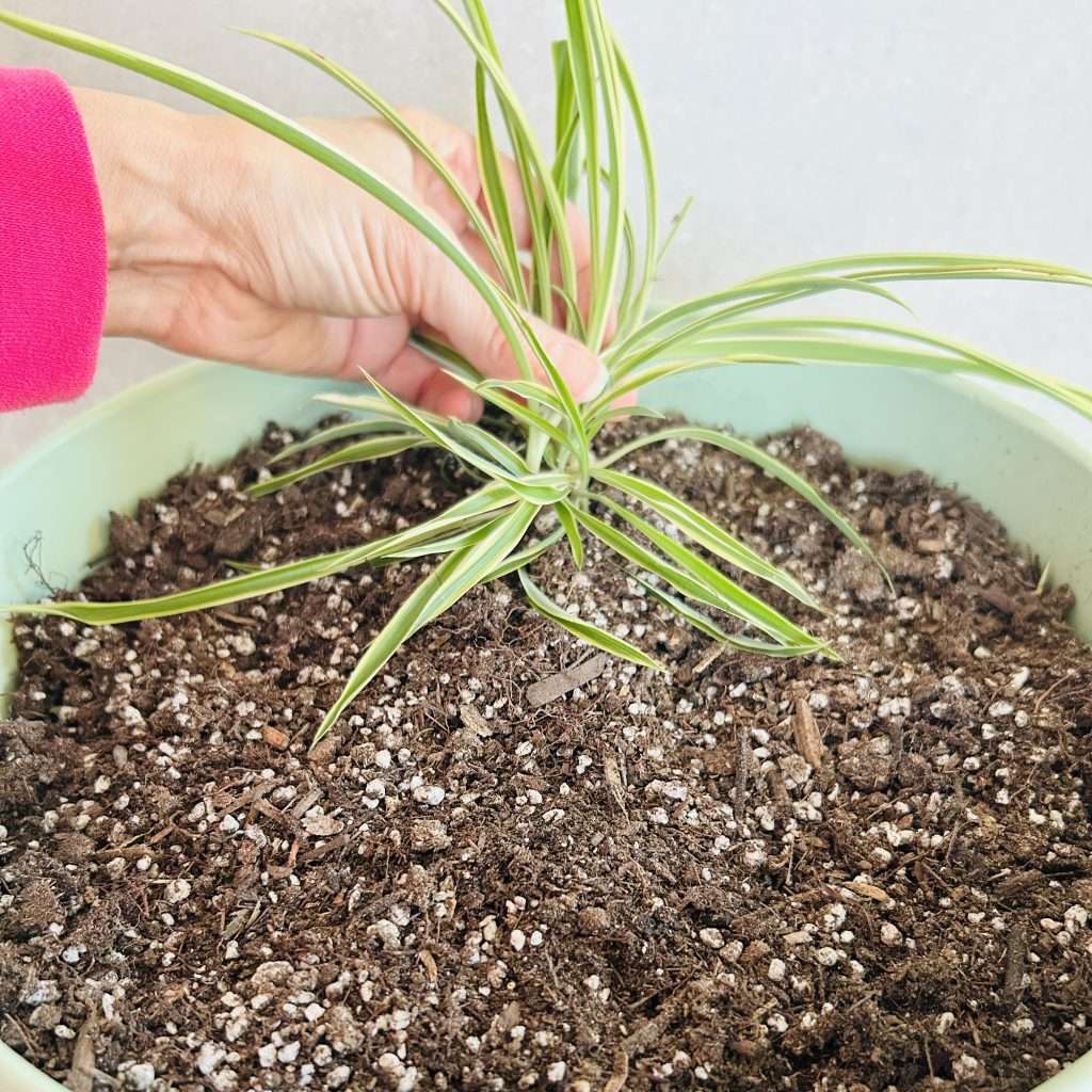 planting a spiderette directly into potting soil to propagate spider plants