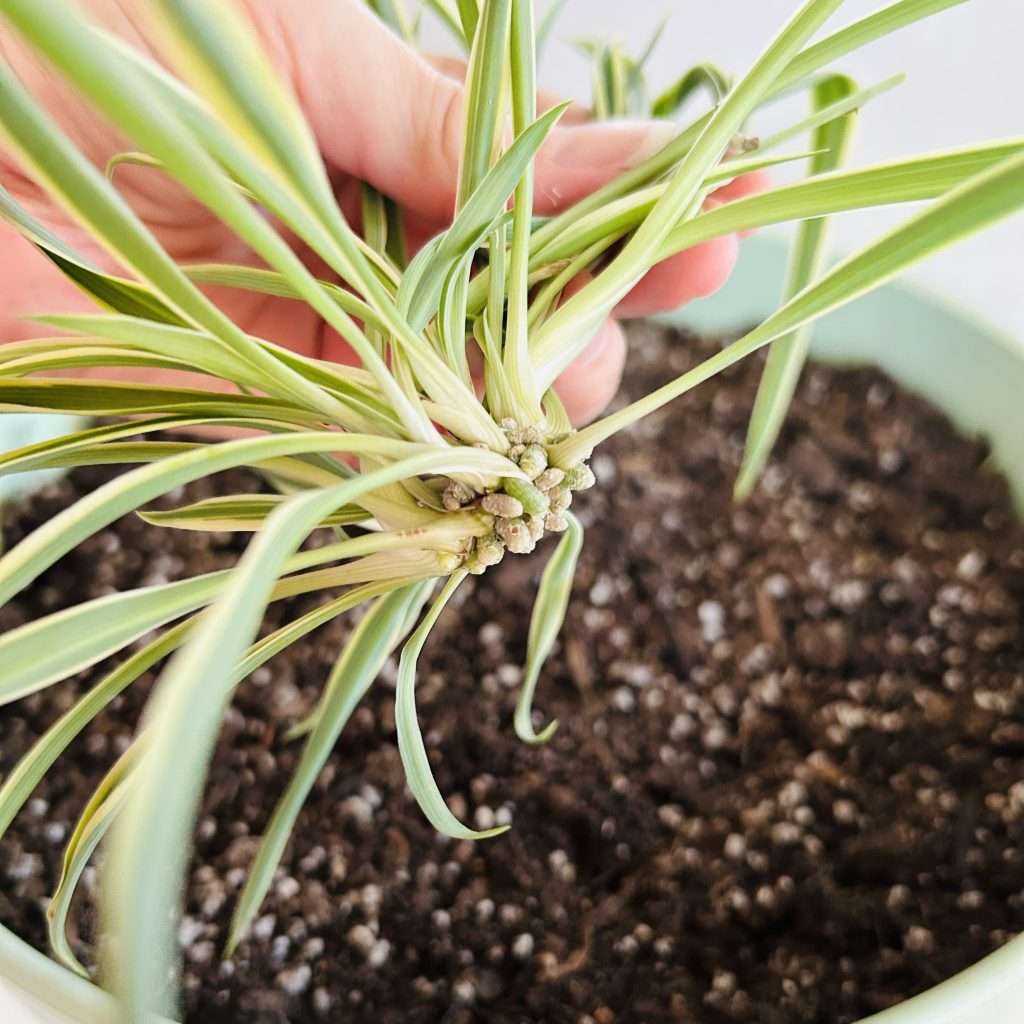 showing the nubs or roots on a spiderette