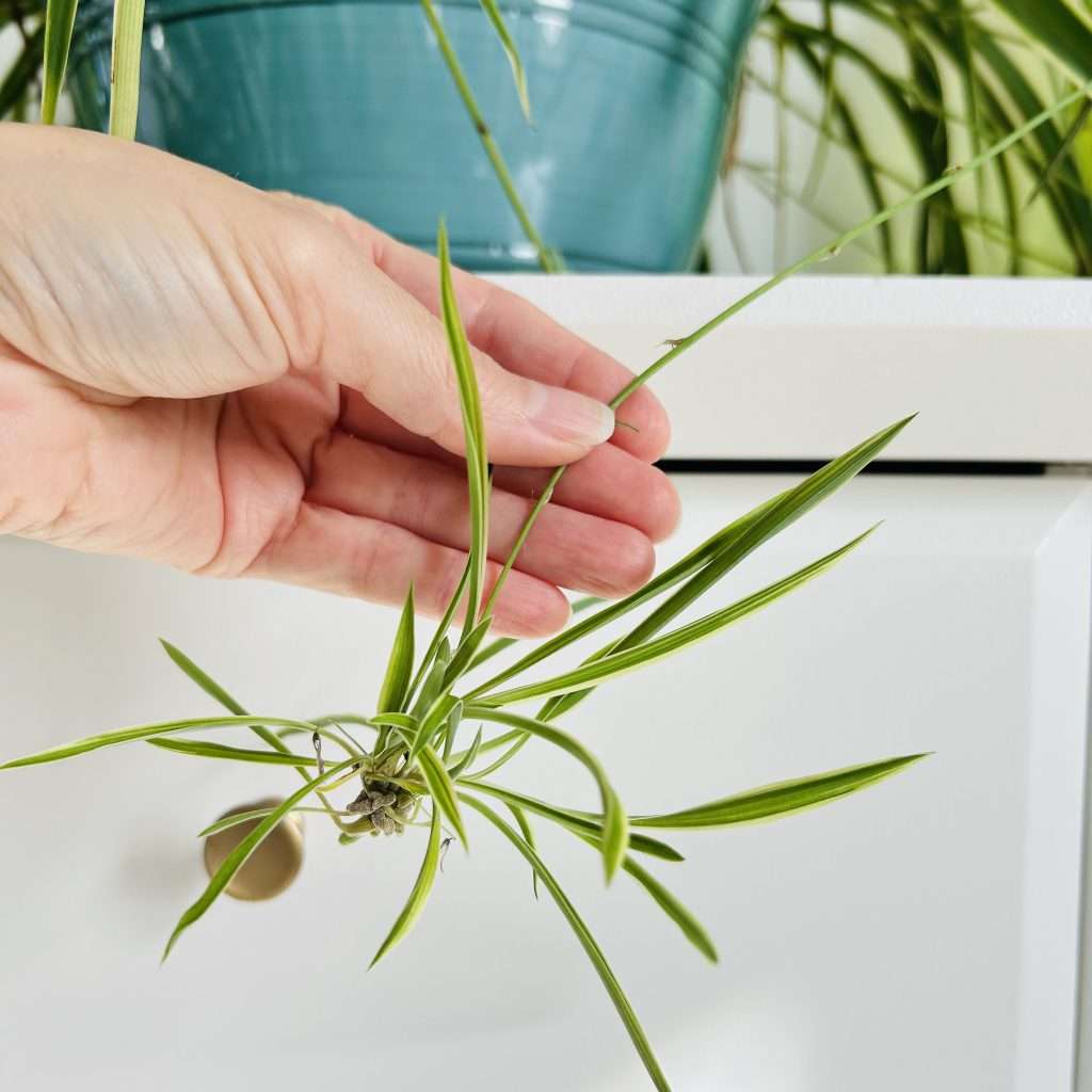 spider plant pup or spiderette still attached to the mother plant