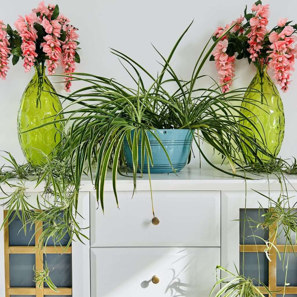spider plant in a pot on a dresser to be used to propagate spider plants