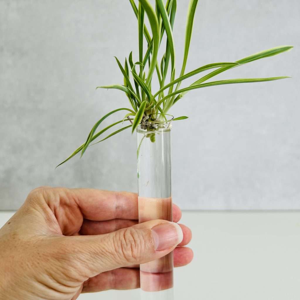 spider plant pup with brown nub roots placed into a tube of water to propagate spider plant