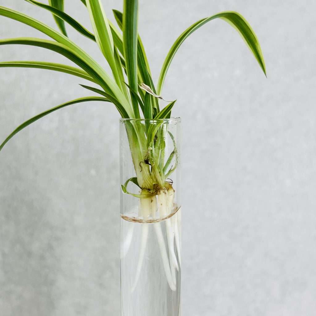 spider plant pup with roots growing in water. Will be used to propagate spider plants.