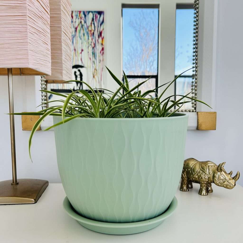 spider plant pups in a green pot, sitting on a nightstand