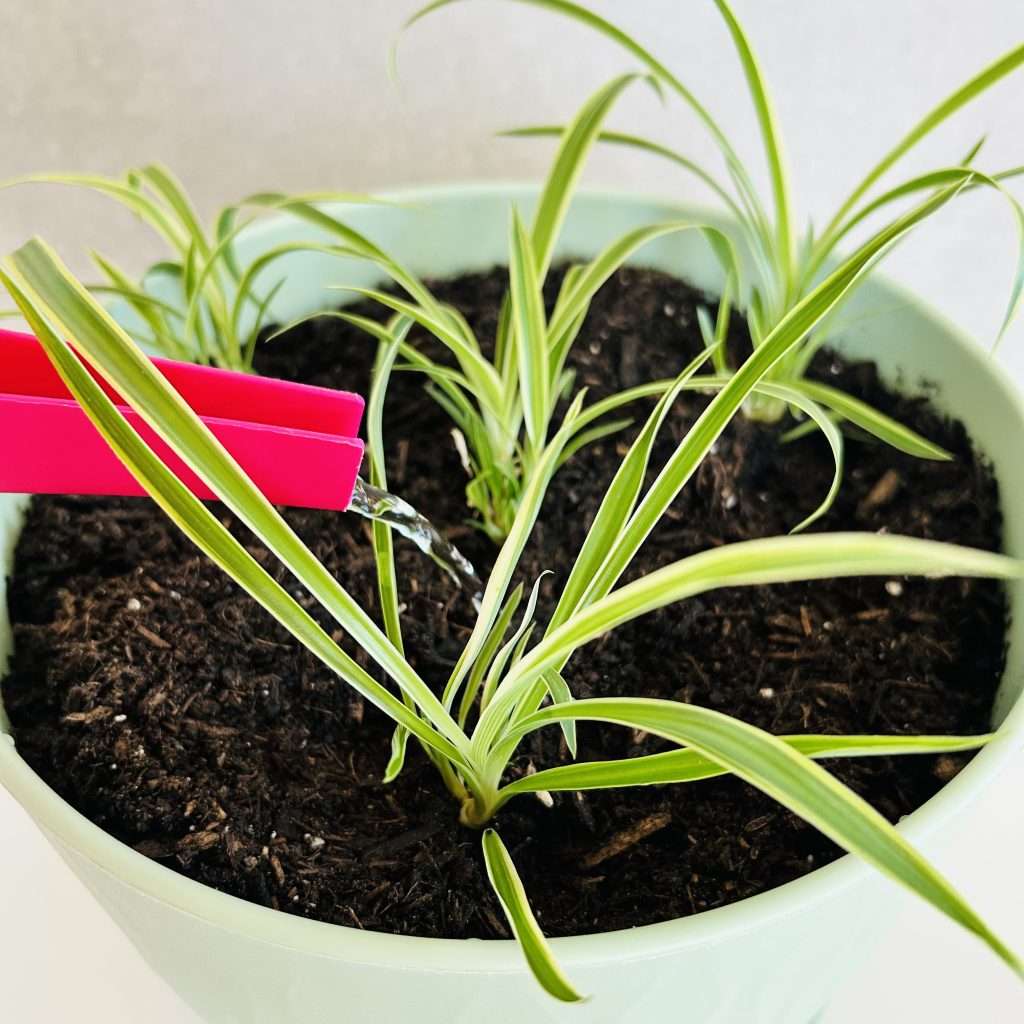 watering the planted spiderettes to propagate spider plants